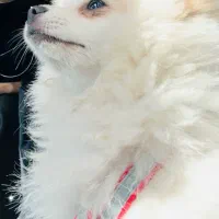 سگ پامرنین نر