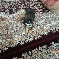 سگ شیواو خیلی ریز ۷۰۰ گرمه