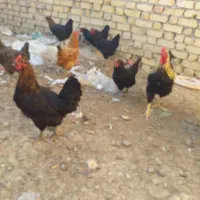مرغ خروس
