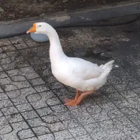 فروش غاز لیندا نر