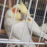 عروس هلندی با جوجه
