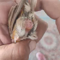 قناری ماده آماده اماده