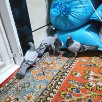 کبوتر سبز