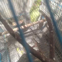 طوطی ملنگو نر سخنگو و مرغ عشق|پرنده|شیراز, نیستان|دیوار