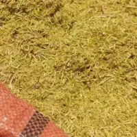 کاه عدس بیشتر از ۵۰ کیلو عدس تو کاهه