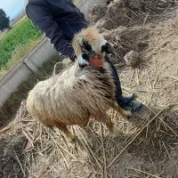 گوسفند  فروشی