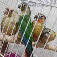 گرینچیک ماده با تست