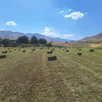 ۷۰۰ بسته یونجه چین سوم امشب بسته میکنم