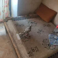 کبوتر نامه ور