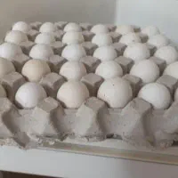 تخم مرغ نطفه دار گلین اصیل