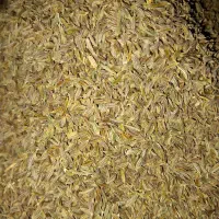 زیره سبز