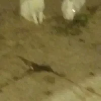 یک جفت خرگوش