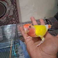 طوطی برزیلی ماده