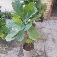 فیکوس لیراتا