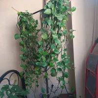 گل رونده پنج شاخه 20متری