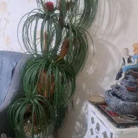 وسایل تزیینی