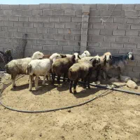 میش|حیوانات مزرعه|فیروزآباد (فارس), |دیوار