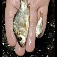 عرضه مستقیم بچه ماهی کپور