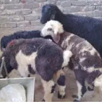 بره نر