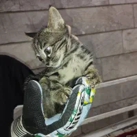 دوعدد بچه گربه