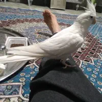 عروس آلبینوکینگ (سخنگو)چشم شرابی نر