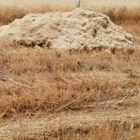 فروش کاه گندم