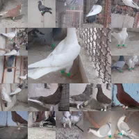 کبوتررنگه