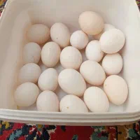 تخم مرغ محلی