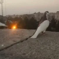 چپ سرخ