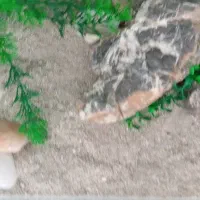 اکواریوم