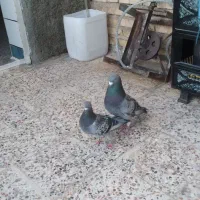نرماده پلاکی