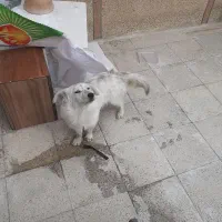 سگ پاکوتا‌‌.‌(نر)بسیارباهوش