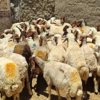 میش گوشتی