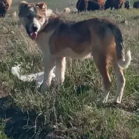 سگ گله