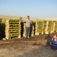 طبق انگوری وچهار چوب انگور