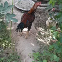 خروس لاری اصیل
