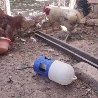 مرغ‌خروس