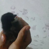 جوجه رسمی