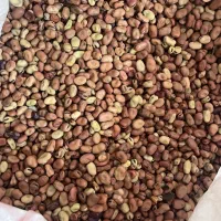 باقالی