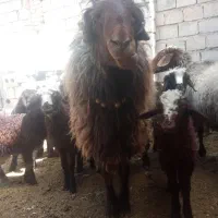 قوچ