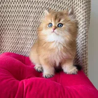 مجموعه گربه های خاص ( بریتیش پرشین اسکاتیش)