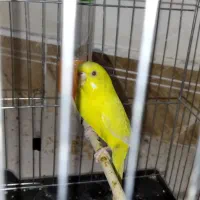 مرغ عشق آلبینو چشم شرابی ماده