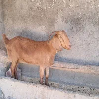 بز جوان نژاد دار