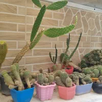 ۱۴ عدد گلدان کاکتوس