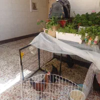 یک مرغ بزرگ ۳مرغ ۳ماهه ویک خروس وقفس اهنی