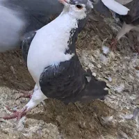 زره‌