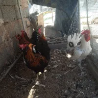 فروش خروس گلین لری