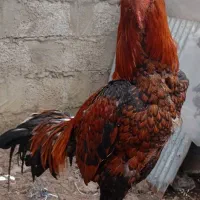 فروش خروس لاری 12ماه