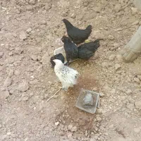 مرغ|حیوانات مزرعه|مهریز, |دیوار