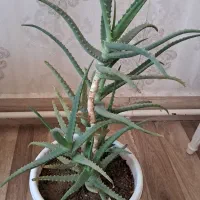 فروش گل طبیعی